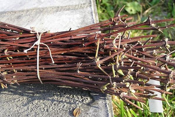 cuttings prepared 