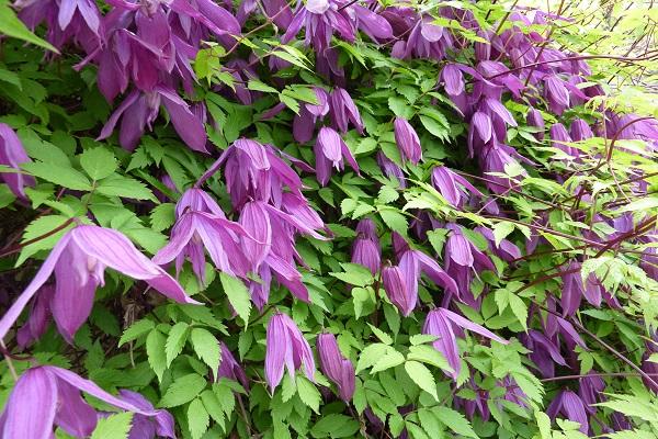 Clematis Knyazhik