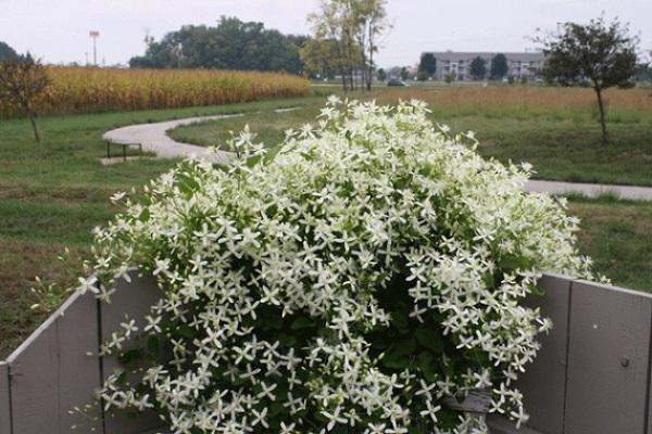 Clematis mandzsúriai