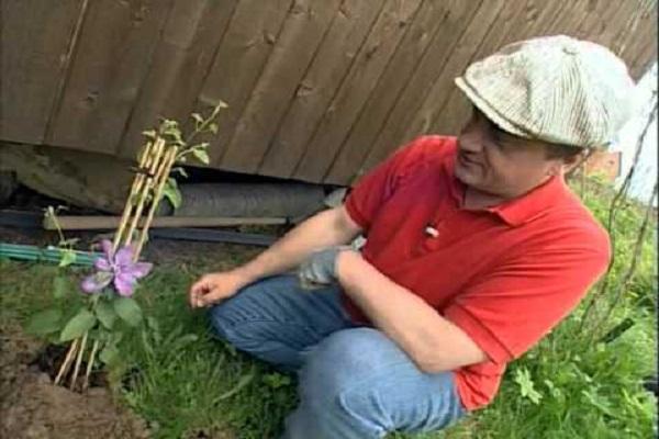 clematis planten 