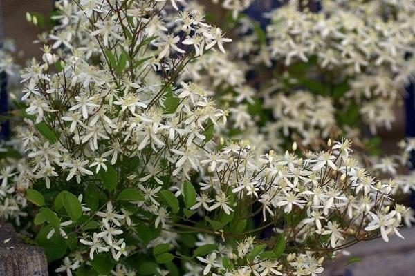 flor de manchuria 