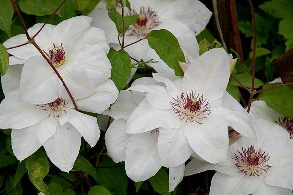 Clematis slečna Batemanová