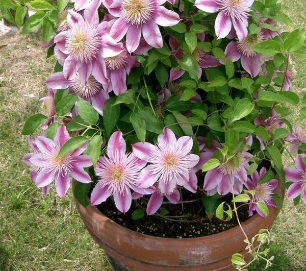 clematis sa isang palayok