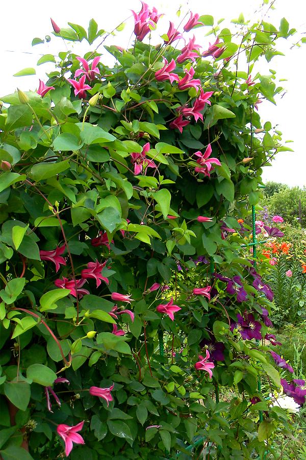 Clematis Princess Diana sa landscape 