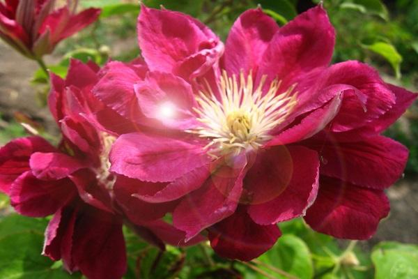 flor roja 