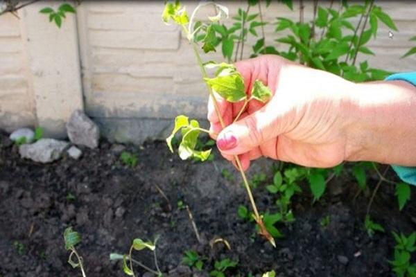 flower cuttings 