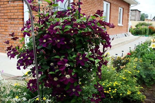 clematis flower 