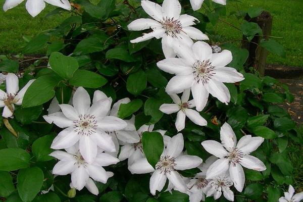 Clematis Jacquemand