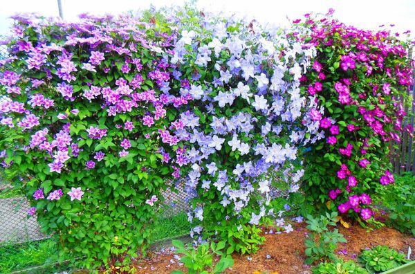 clematis flowers