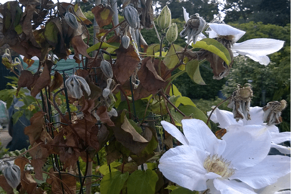 maladies sur la floraison 