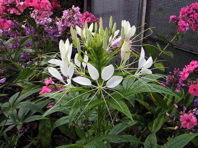 Cleome-Anbau