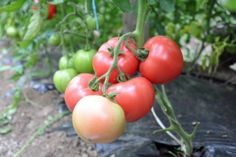 Tomate Claire rosa em terreno aberto