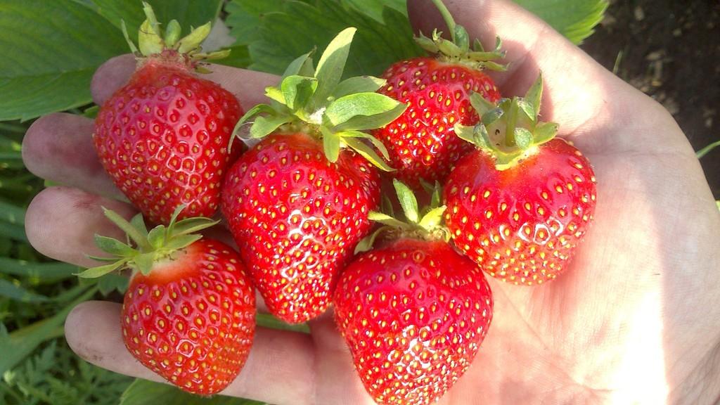 aardbeien in handen