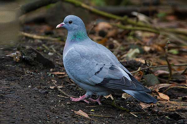 Clint Pigeon