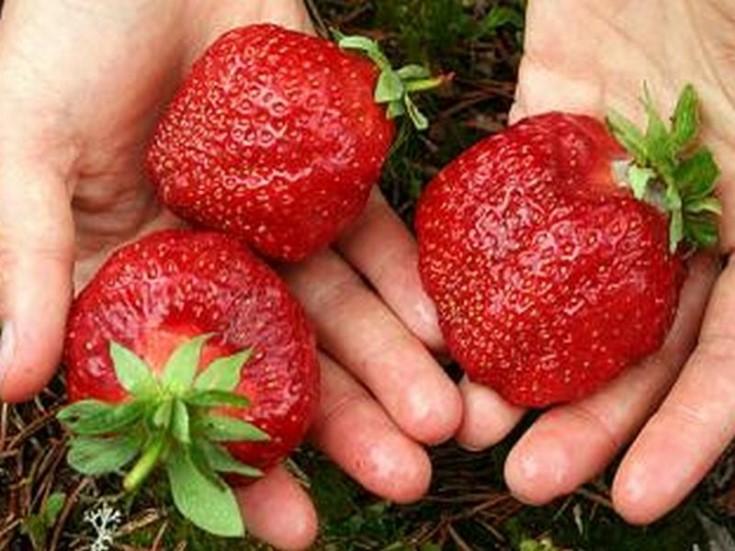 gigantelle aux fraises