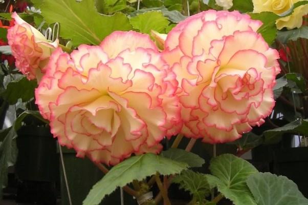 jasna begonia