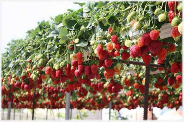 rijpe aardbeien