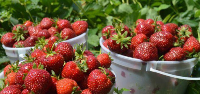 Erdbeeren in Eimern