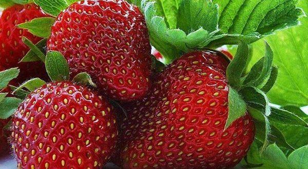 ripe strawberry