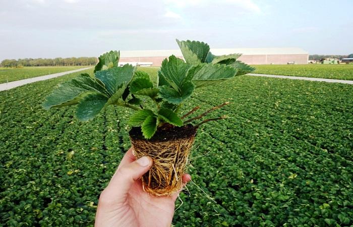 strawberry seedlings 