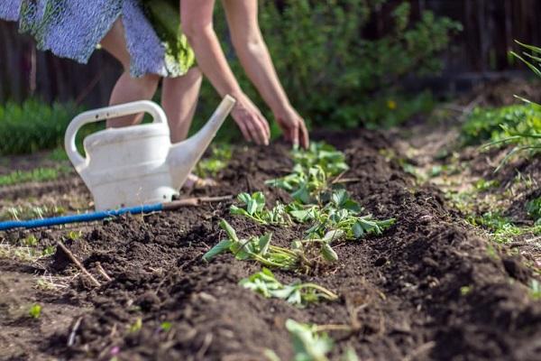 verplanten in een tuinbed 