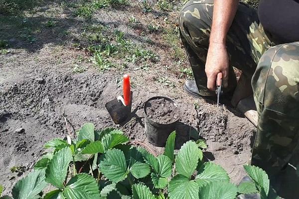 cura de les plantes 