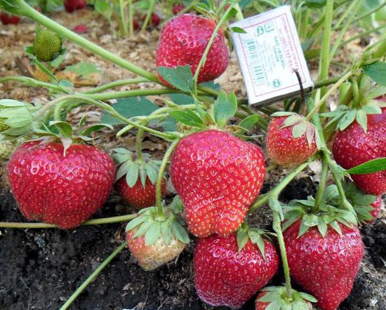 strawberry bush