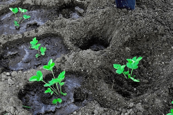 Strawberry sprouts