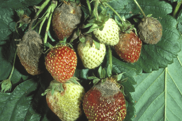 Spätfäule an Erdbeeren