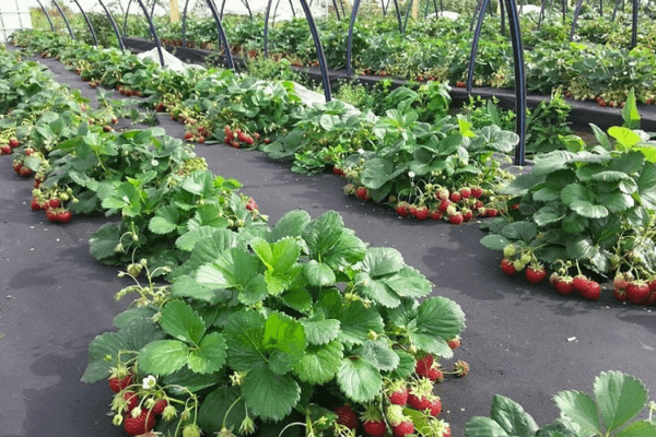 Jahody na zahradě