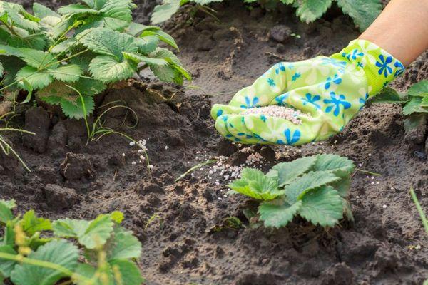 Erdbeeren düngen