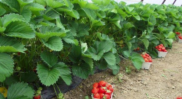 mga kama ng strawberry