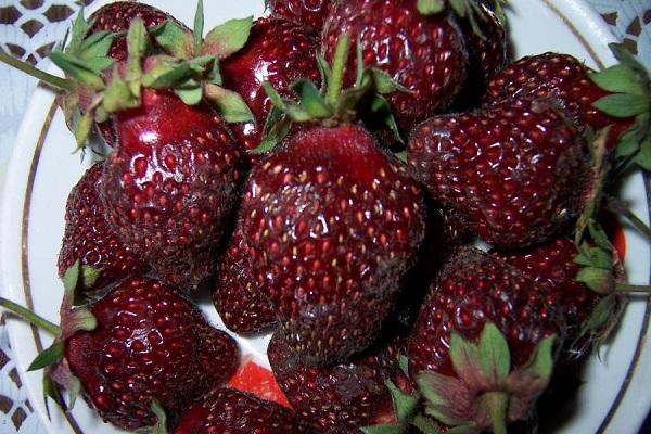 plate of berries 