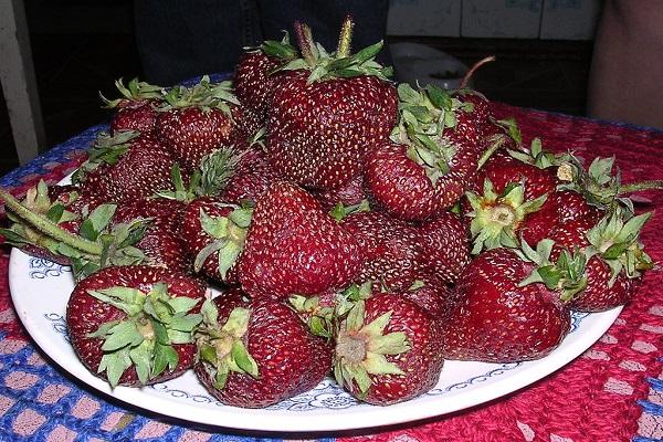 washed fruits 