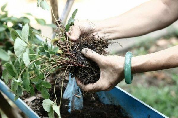 Mô tả và đặc điểm của giống dâu tây Lễ hội Hoa cúc, trồng trọt và nhân giống