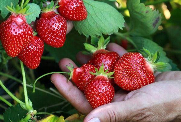 Erdbeeren pflücken