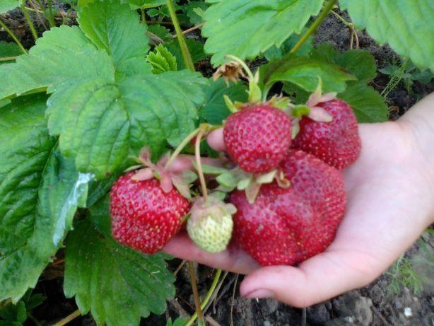 gigantelle aux fraises