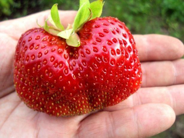 gigantelle aux fraises