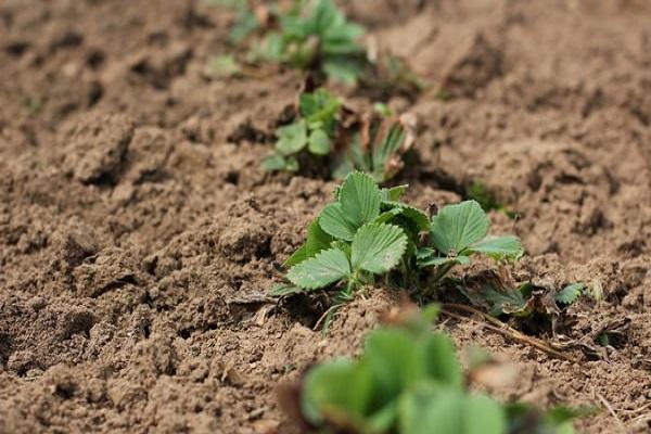 plantando morangos