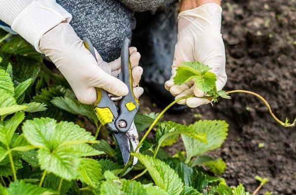 strawberry pruning