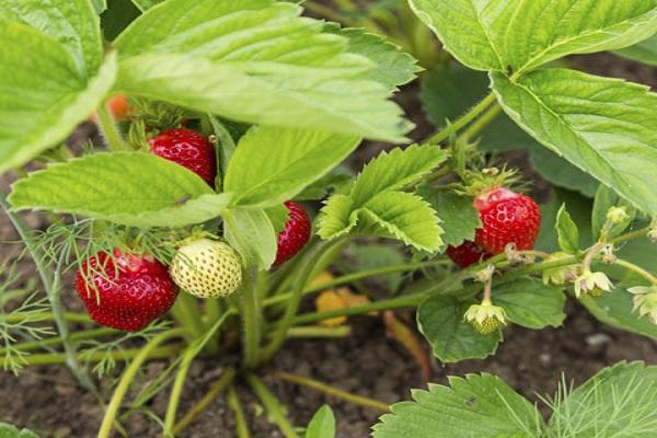 Die Beeren sind reif 