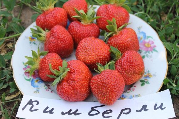 Teller mit Erdbeeren 