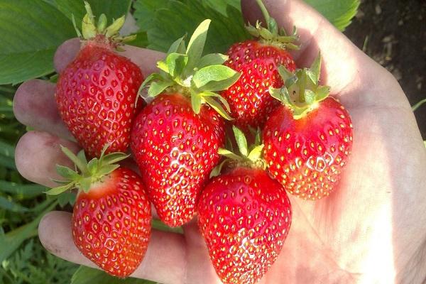 mão de frutas vermelhas 