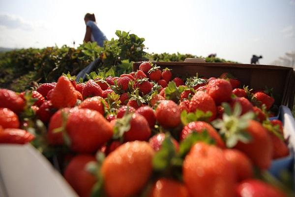 сакупљају се летине 