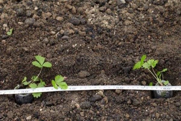 struiken planten