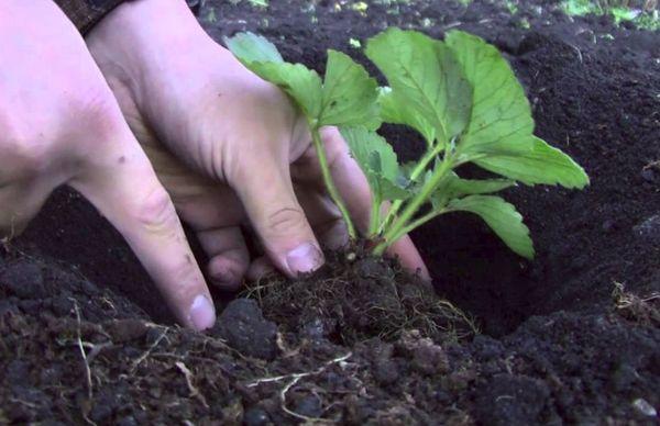 Plantando morangos