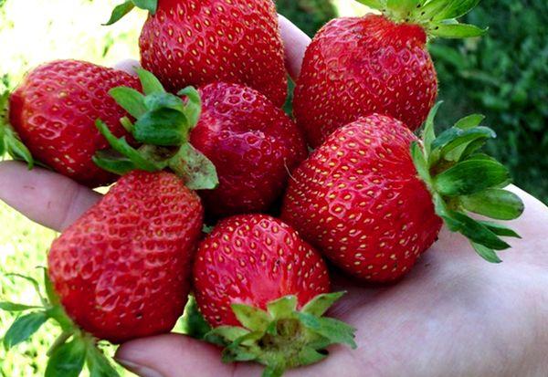 Beeren auf der Handfläche