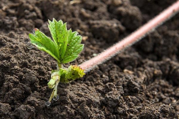 planter des fraises