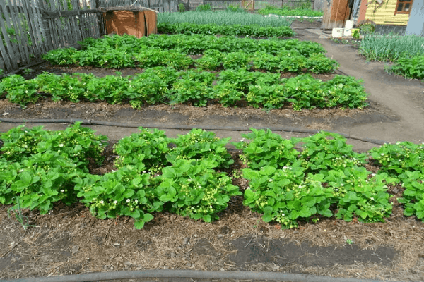 mudas são plantadas 