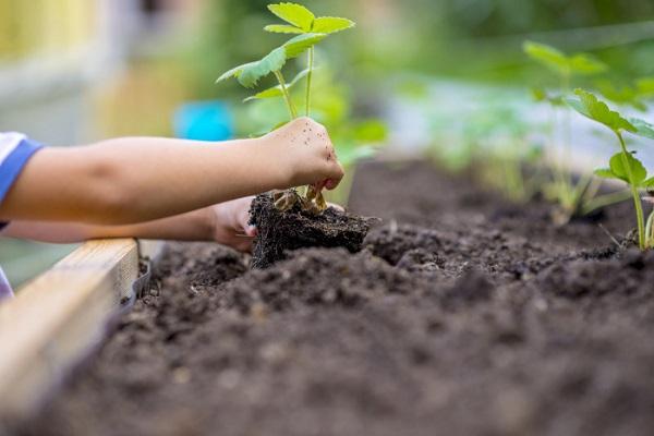 plantando una variedad 